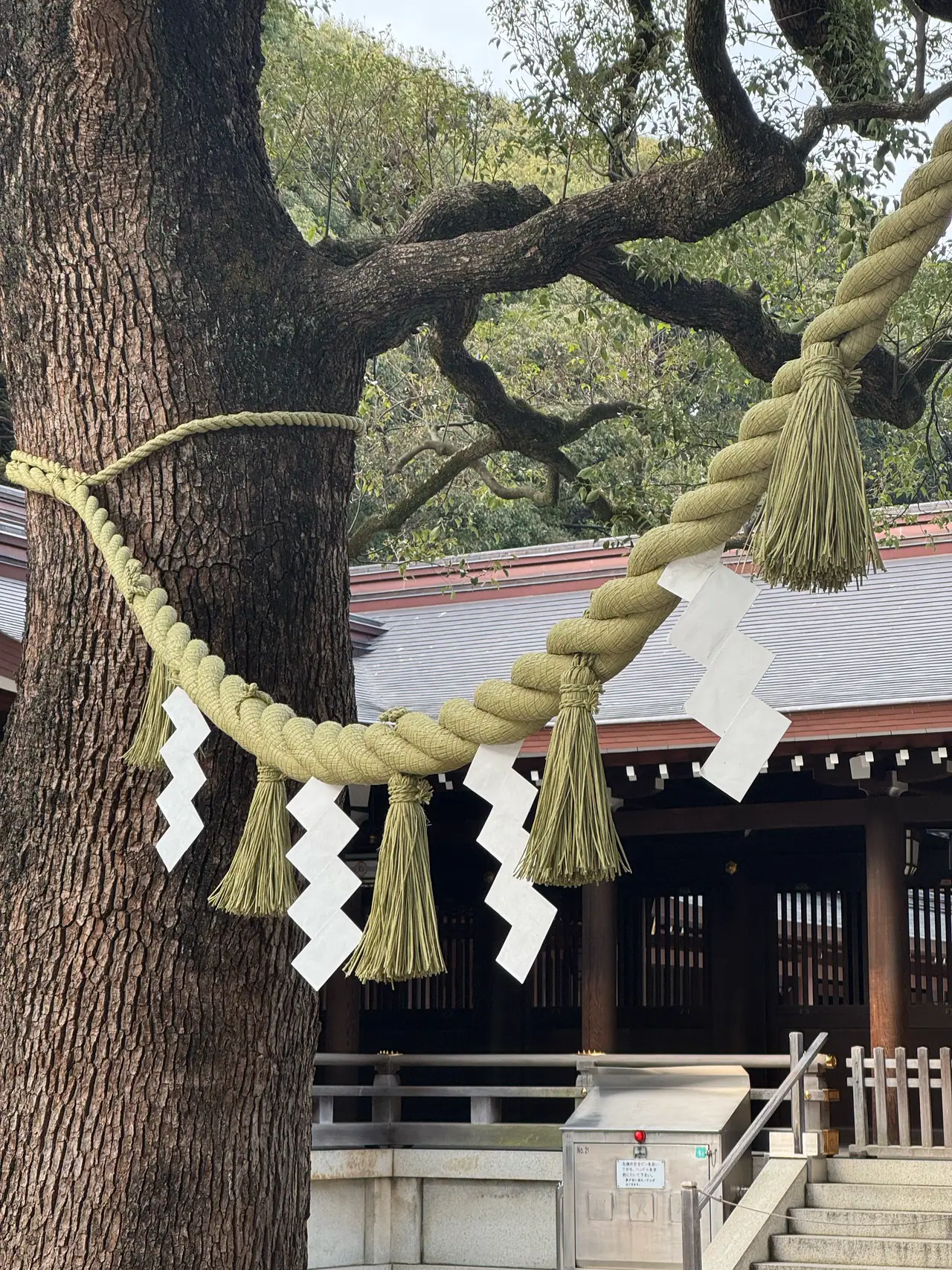 A thick straw rope hung with folded paper streamers is tied around a broad tree trunk beside a shrine.